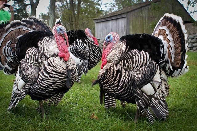 The heaviest turkey ever raised was 86 pounds, about the size of an average third grader! Ag Fact!