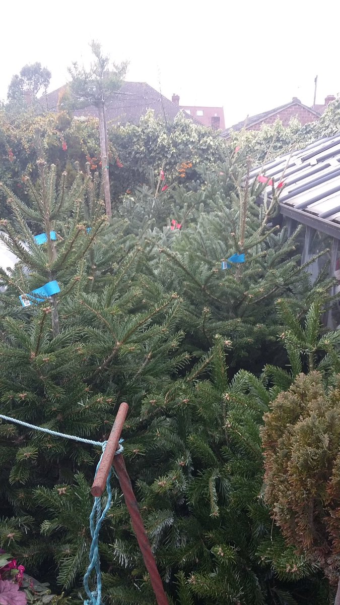 Come and have a look at our range of Christmas trees! Prices range from £18-£49