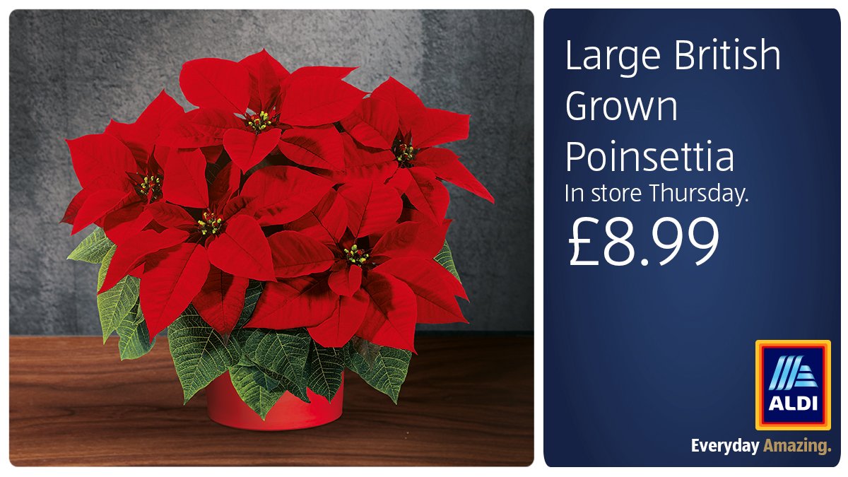 Aldi Stores UK on Twitter "Make your Christmas 'plantastic' with our