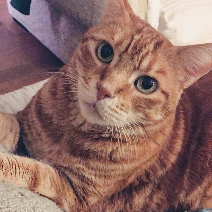 mmeouioui's tweet photo. Quand est ce qu’on mange?? #chat #paris #parisienne #parisphoto #cat #cats #instachat #instaparis #parisjetaime #jetaime #iloveparis #chatparisien #kitton #mignion #mimi #pariscat https://t.co/eh1SqfSiCp https://t.co/PNwa3SdlZm