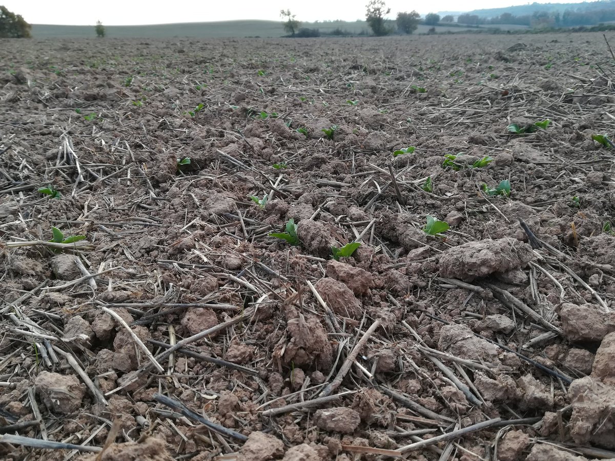 FruitsdelSeca's tweet photo. Aquest any... hem tornat a sembrar #favons! Ànims!! Falta aigua! #rotaciódecultius #fixadorsdenitrogen #proteaginoses #cosesnoves https://t.co/FmFjAlyZdw