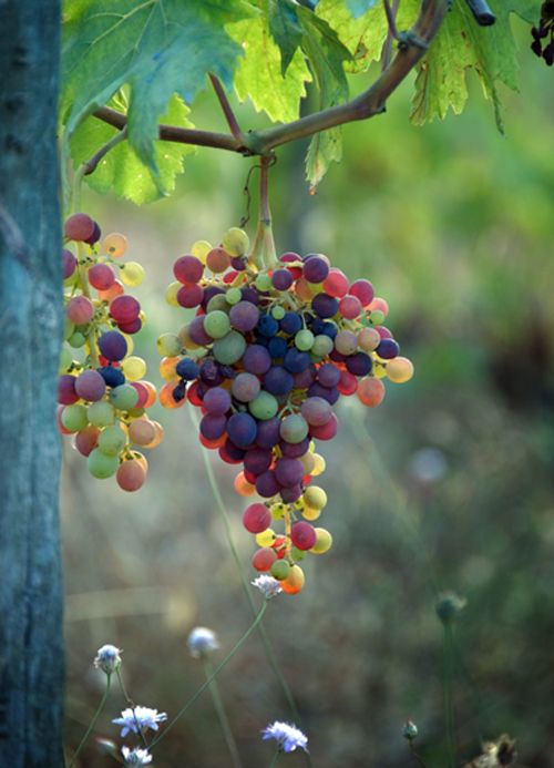 Comemosalasdos's tweet photo. ¿Por qué es bueno comer #uvas? 🍇Es una #fruta con pocas calorías, con mucho contenido en #agua y rica en #nutrientes esenciales y, por tanto, muy buena para hidratarse.😀 https://t.co/WPEWHuqnov