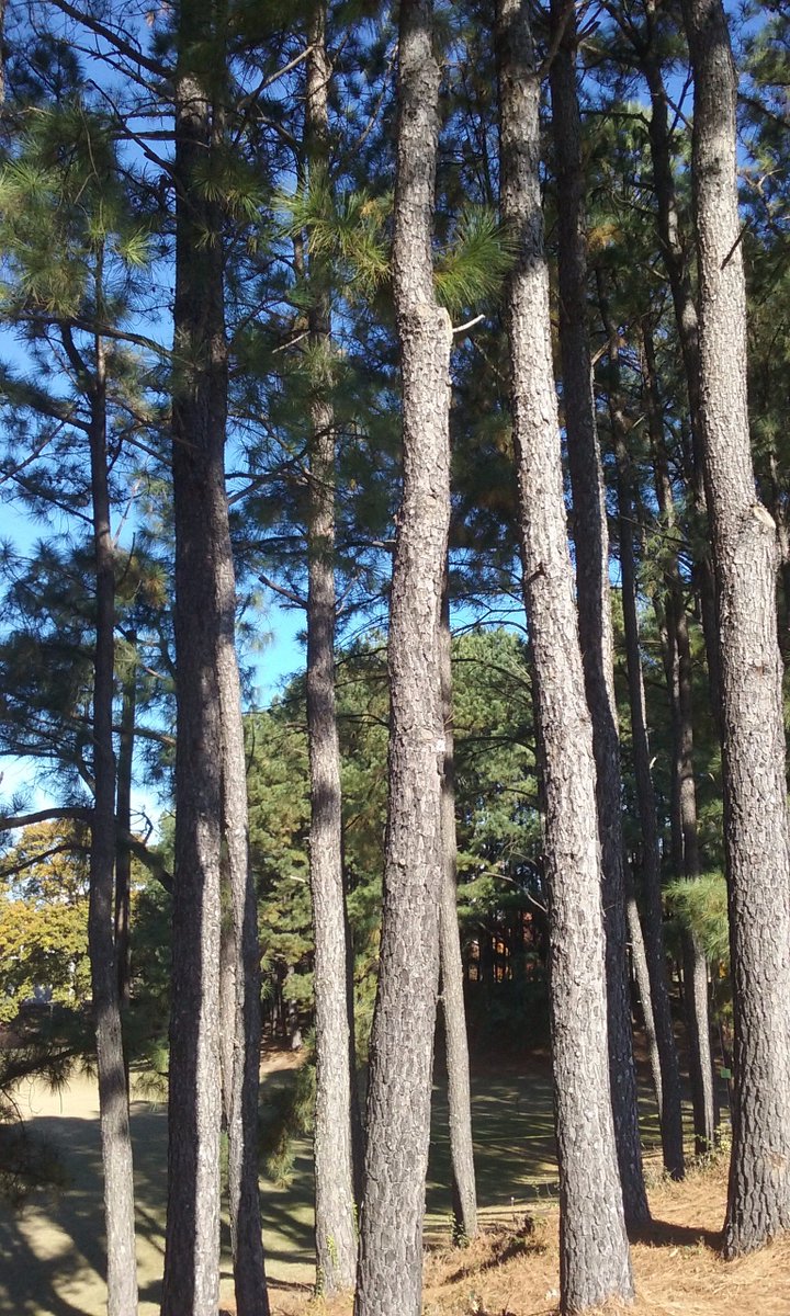 energytoolkit's tweet photo. “Between every two pines is a doorway to a new world.” -John Muir #trees @circleoftrees_  @energytoolkit https://t.co/X0uVxu1jFF