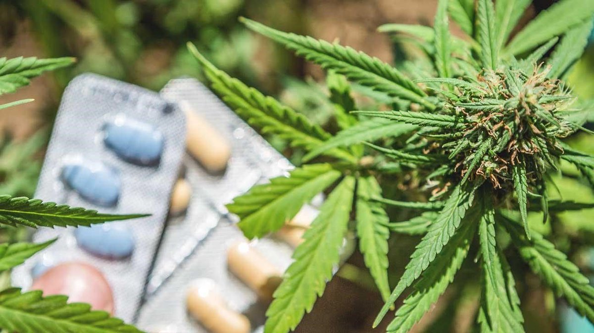 ThinkTankExile's tweet photo. Cannabis Treats ADHD Better Than Ritalin and Adderall, Researchers Conclude https://t.co/Gm9q6Yr1C6 https://t.co/2pBaWXgMh0