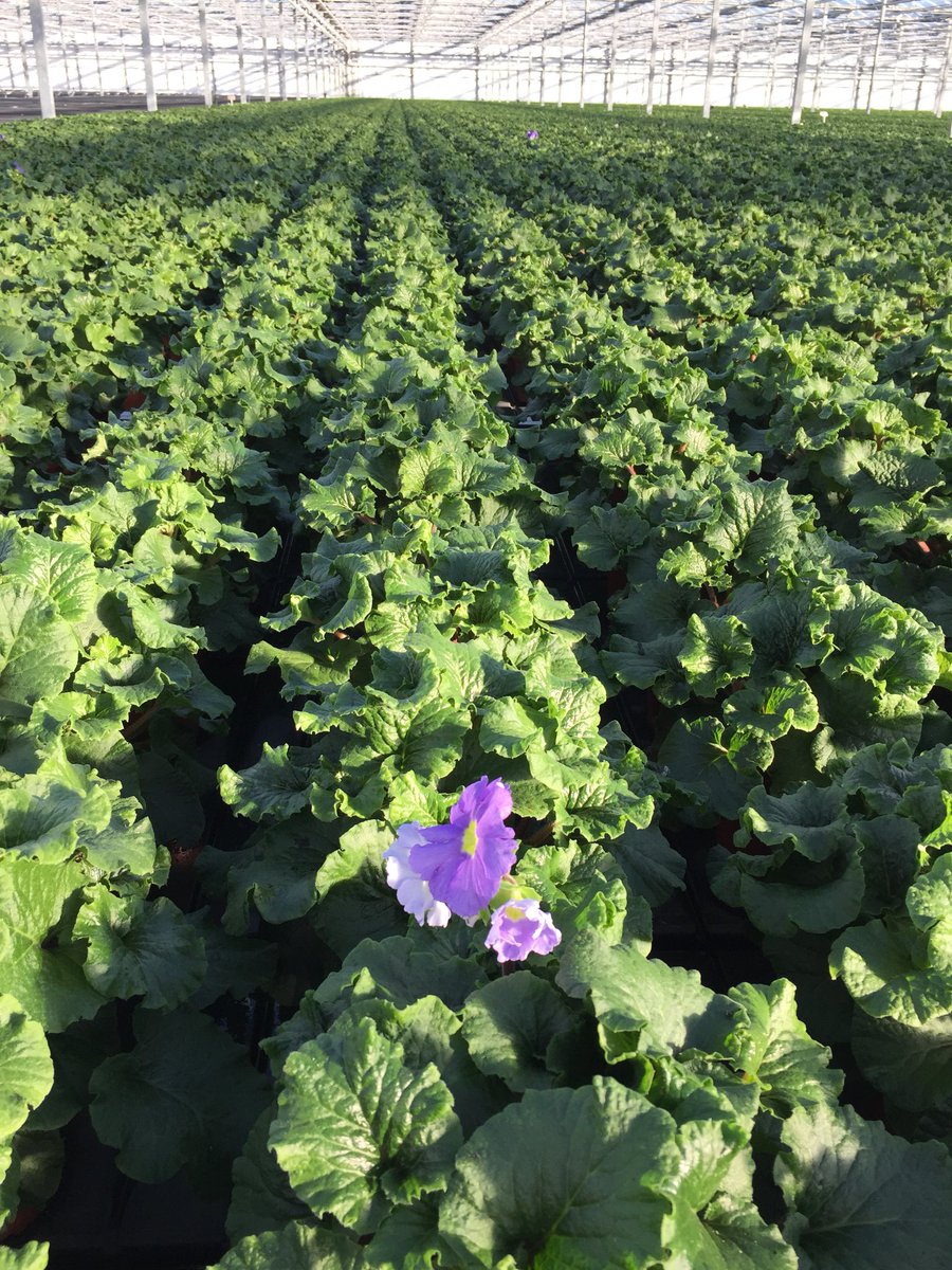 berkhoutplants's tweet photo. Nog vier weken te gaan voordat we gaan afleveren, maar de eerste bloeit alvast.#PrimulaTouchMe https://t.co/pbLSnXA3DL
