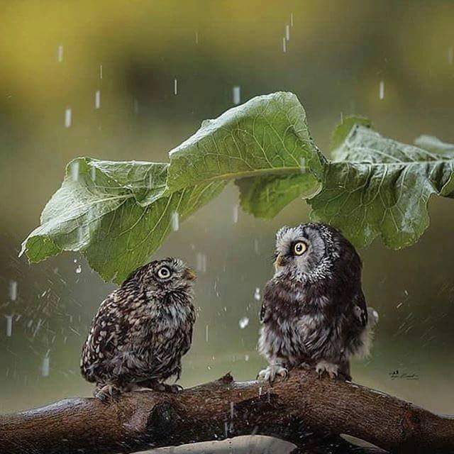 Roci_Belle's tweet photo. #Beautiful #PhotooftheDay supershot 💖 #namethephotographer 
Owllll #BabyILoveU💖 https://t.co/tL3dIYCgug