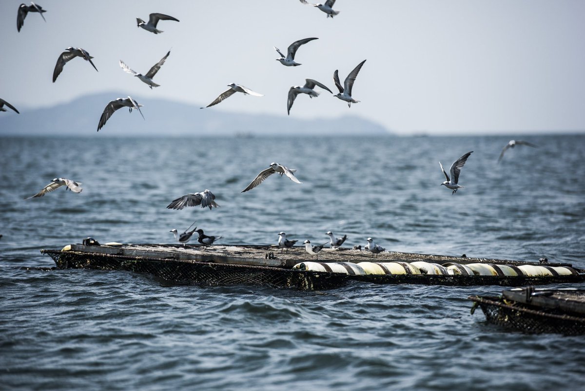 EbosoAnne's tweet photo. #RusingaIsland is a bird paradise! ❤️
Photo Credit: Regina Jäger
#RusingaFest2017Loading #LakeVictoria #TwendeWestern #TembeaKenya #ThisIsMyKenya
cc @RusingaFestival @RusingaIsland https://t.co/ILyQzLwEIx