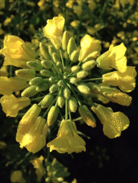 NufarmSeedsAU's tweet image. For #throwbackthursday check out @Penagcon's absolutely amazing #paddockpride close-up of #canola from November last year #harvest17 #agchatoz #ausag
