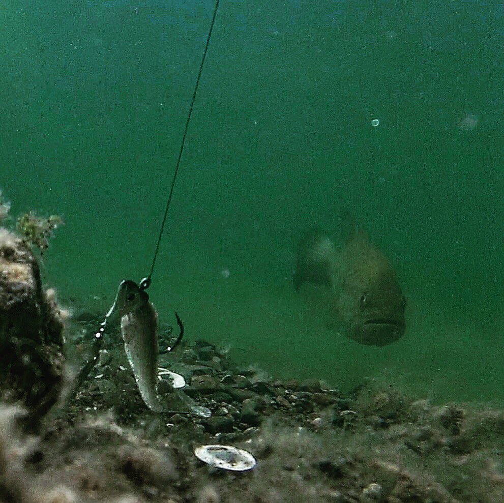 BassBrosTweets's tweet photo. Can somebody cue the jaws theme song please man I miss bed fishing #bassbros #bedfish #minijaws #bassfishing #largemouthbass #bassfishingnation #bassfishingamerica https://t.co/tWEfXWYcGf