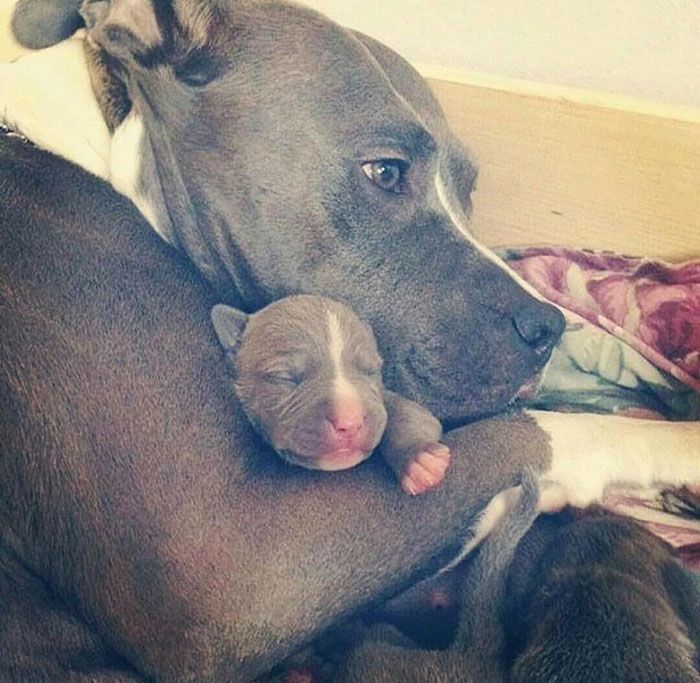 bigbarkerusa's tweet photo. “10+ Pictures Of Pit Bull Mamas And Their Mini-Mes” 😍👶 https://t.co/GiSPPdYUQ4 https://t.co/8eNwXMFzHS