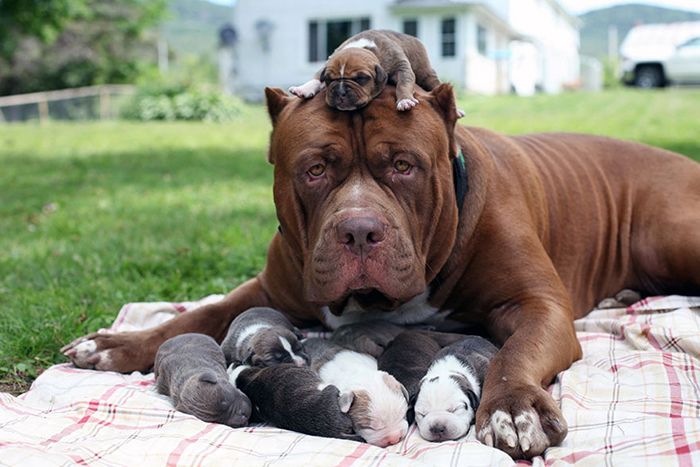 bigbarkerusa's tweet photo. “10+ Pictures Of Pit Bull Mamas And Their Mini-Mes” 😍👶 https://t.co/GiSPPdYUQ4 https://t.co/8eNwXMFzHS