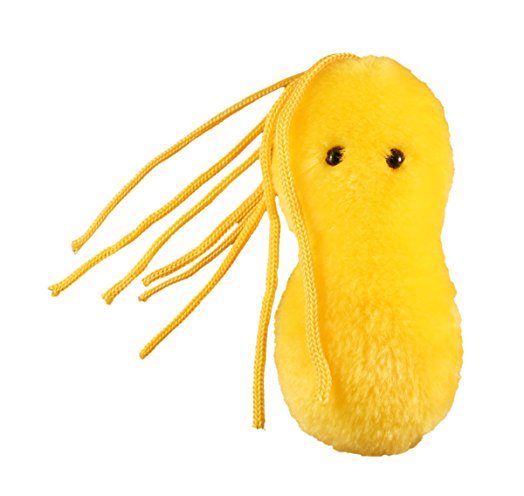AUSSOCMIC's tweet image. On the second day of Christmas my true love gave to me, Chronic Gastritis all thanks to H. pylori #microxmas #2nddayofChristmas #humanpathogen #helicobacter #aussiediscovery