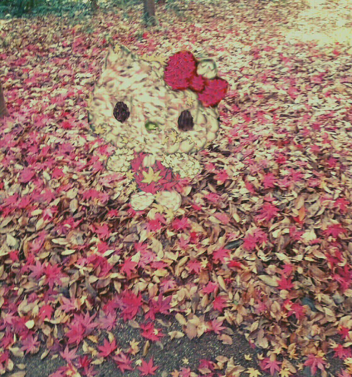 落葉の中のキティ