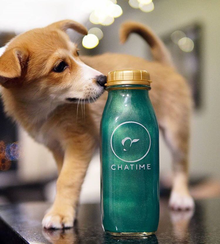 ChatimeCanada's tweet photo. Sharing this festive season with loved ones🐶💗Featured is the Lychee Stardust tea from our #chatimeshimmer series!🌟This tea line is only here until the end of January 2018, so make sure to grab one before they go!🤗 pc @thehangrybeh https://t.co/KkXy5P7yji