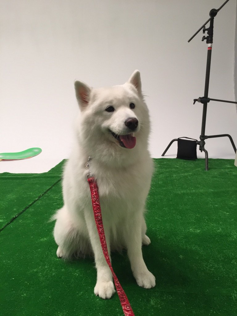 Zoo On Twitter サモエドのサモンが嵐さんと共演 月刊ザテレビジョン発売中です ぜひお手にとってご覧ください 月刊ザテレビジョン 発売中 サモエド サモン 嵐さん もふもふ