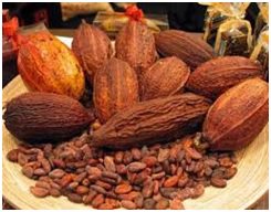 Biji kakao atau biji coklat adalah biji buah pohon kakao (Theobroma cacao) yang telah melalui proses fermentasi dan pengeringan dan siap diolah. Biji kakao merupakan bahan dasar dari pembuatan coklat dan masakan tradisional.
sjinternasional.com