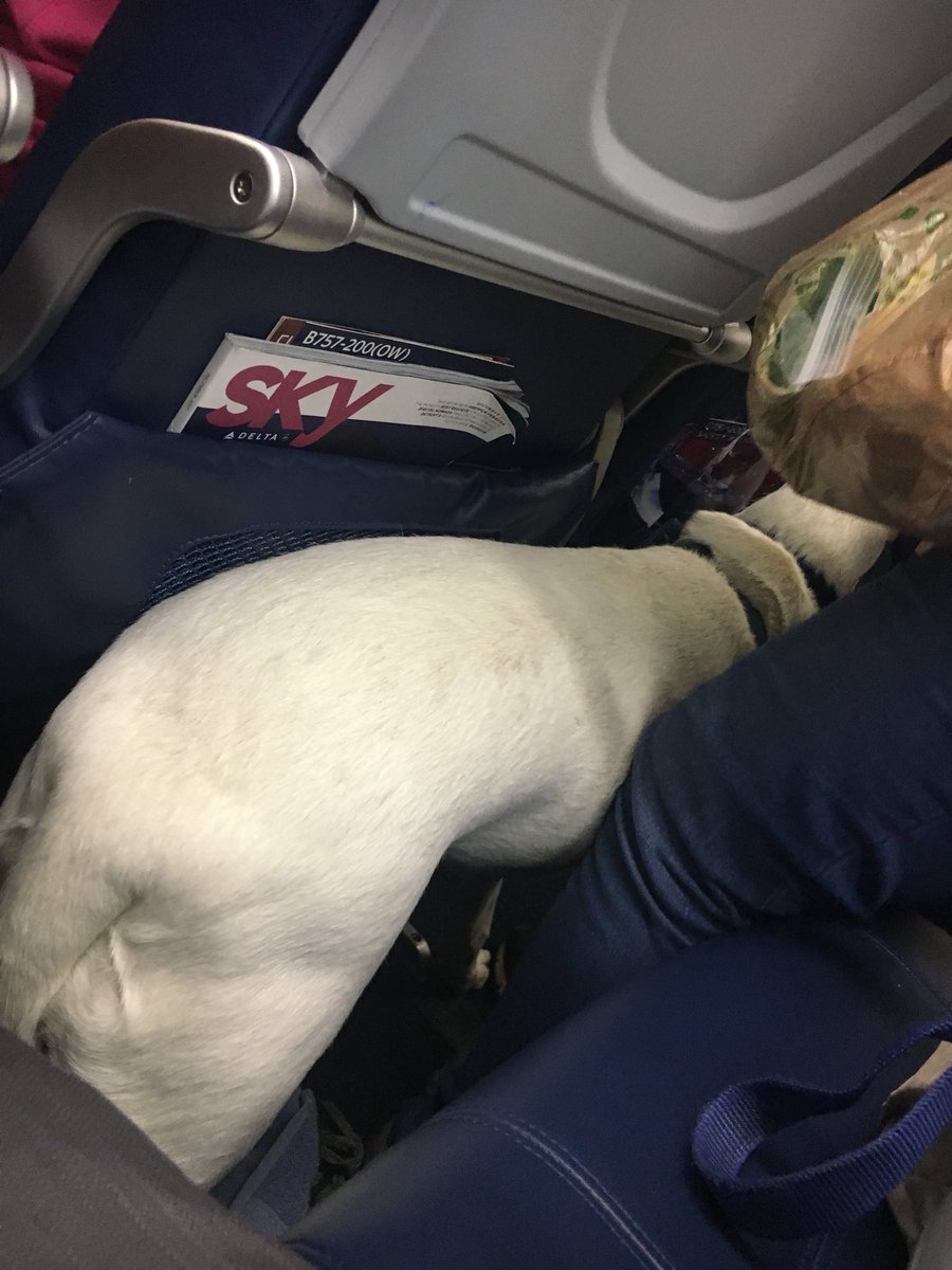 juldankeiko's tweet photo. Thanks @Delta for the lovely leg room.  I mean.  Is this for real??? Flight from Atlanta to LAX.  I have allergies.  #nothappy #flightissues #thiscantbehappening. #delta-airlines https://t.co/BLJy5FDn1P