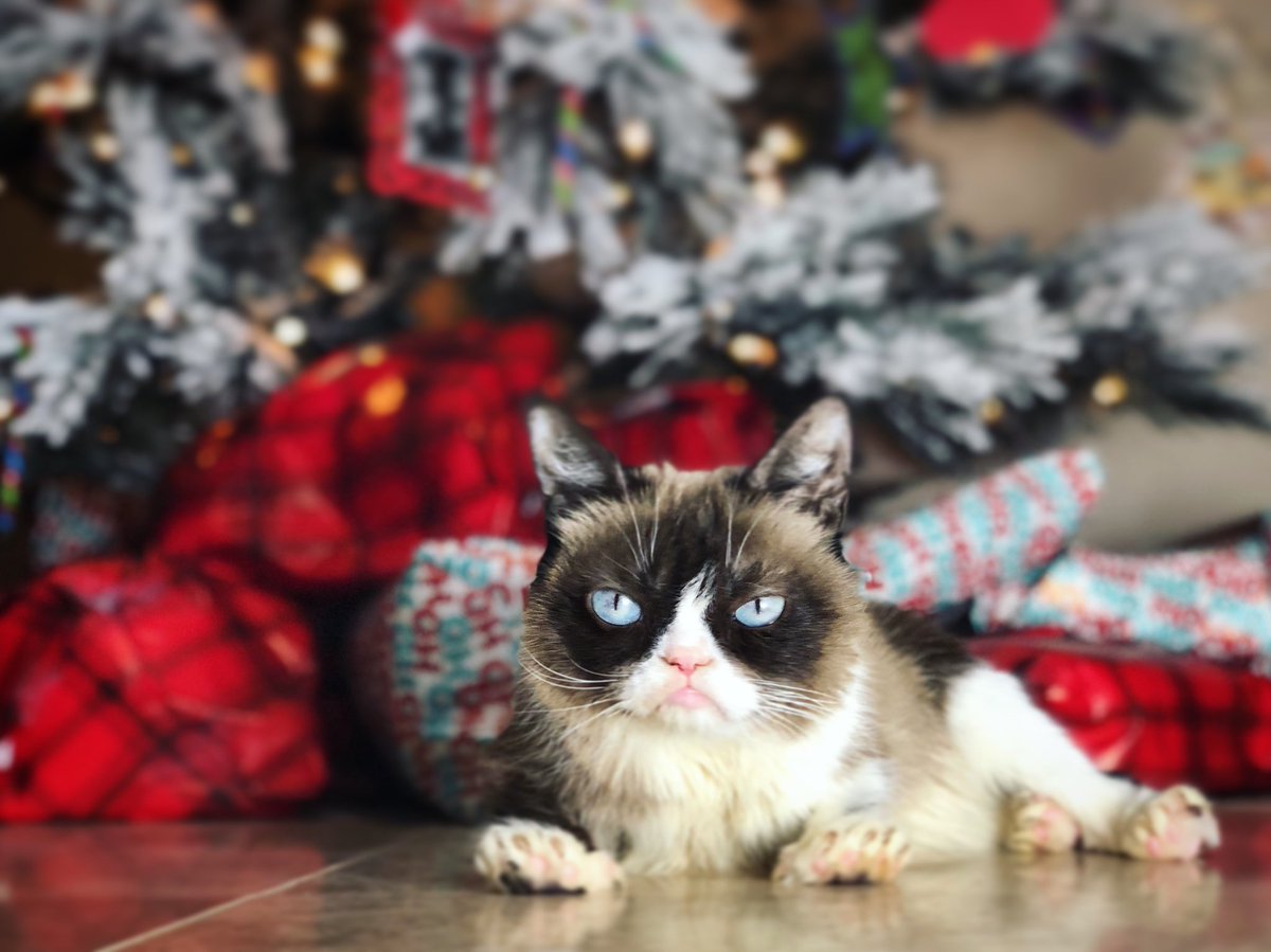 Grumpy Cat (@realgrumpycat) on Twitter photo 