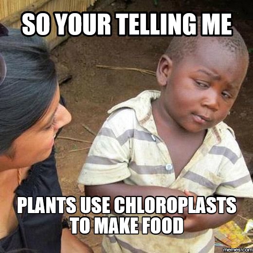 Chlorob1ast's tweet photo. That right little guy. They make food out of sun! Something you probably have to much of. A vote for Chloroplasts is a vote for ending world hunger! #HHSCellection2017 https://t.co/5n1Ao4nk6C