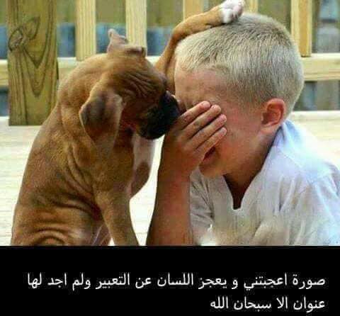 الكلبُ عنوان الوفاء #
الحكام العرب عنوان
الصهيونية والرذيلة#