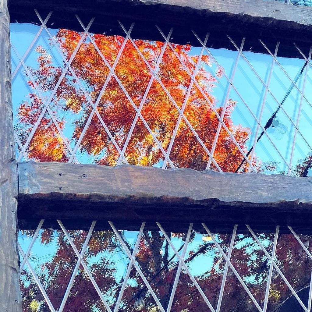 writing707's tweet photo. ✨ It is beautiful back here in #dallas ! 🍁 I am soaking up the inspiration that comes with this dreamy season. ✨ .
.
.
.
.
#fallindallas #blissfulfall #fallinspiration #inspirationalbeauty #lavieestbelle #lavieestuneaventure #mumpreneurlife #momprenu… https://t.co/3XXFKuruXC https://t.co/6S11VewM2M