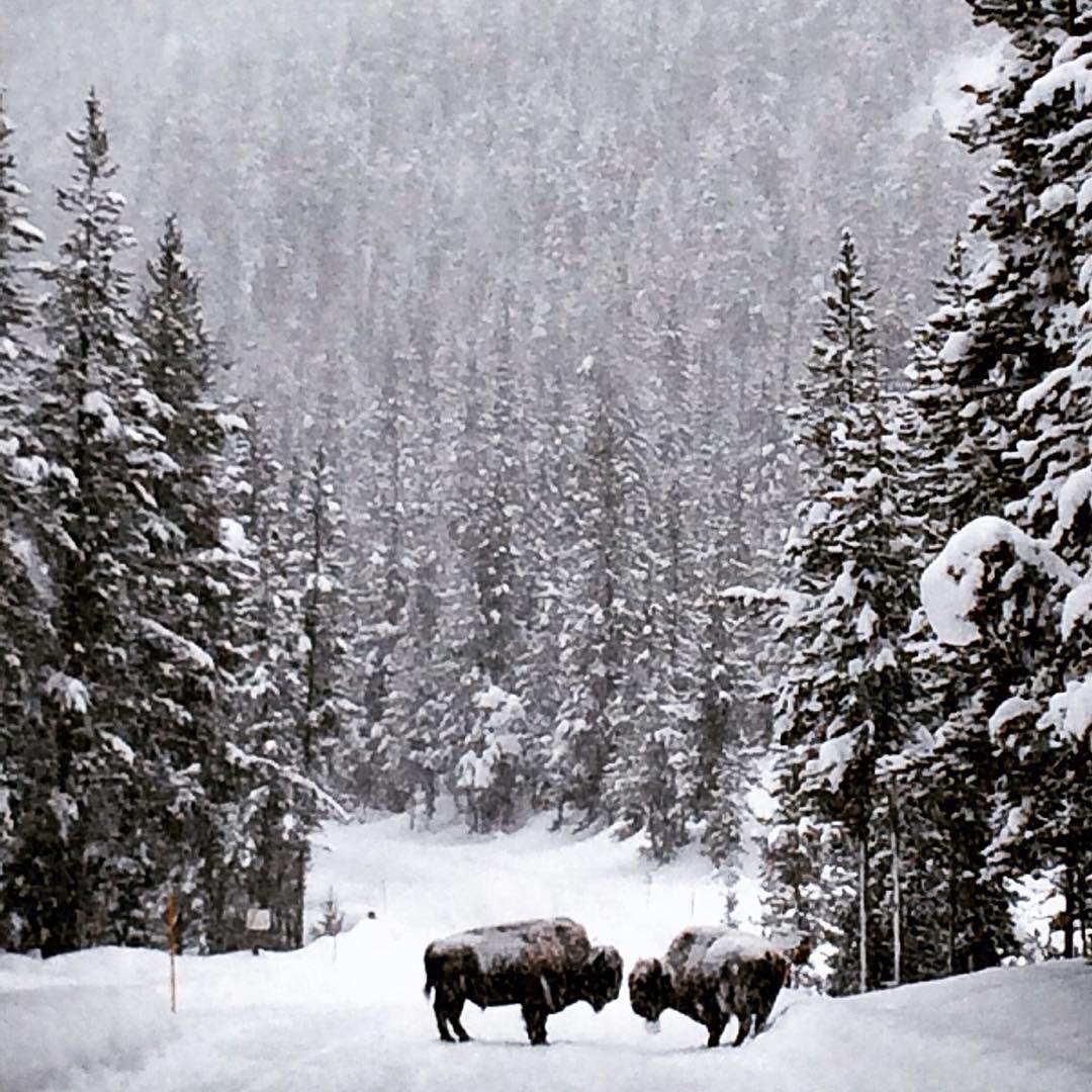 visitmontana's tweet photo. Explore our national parks in the winter. #MontanaMoment | 📷: IG user tylerdunning https://t.co/UcrfmzhztZ