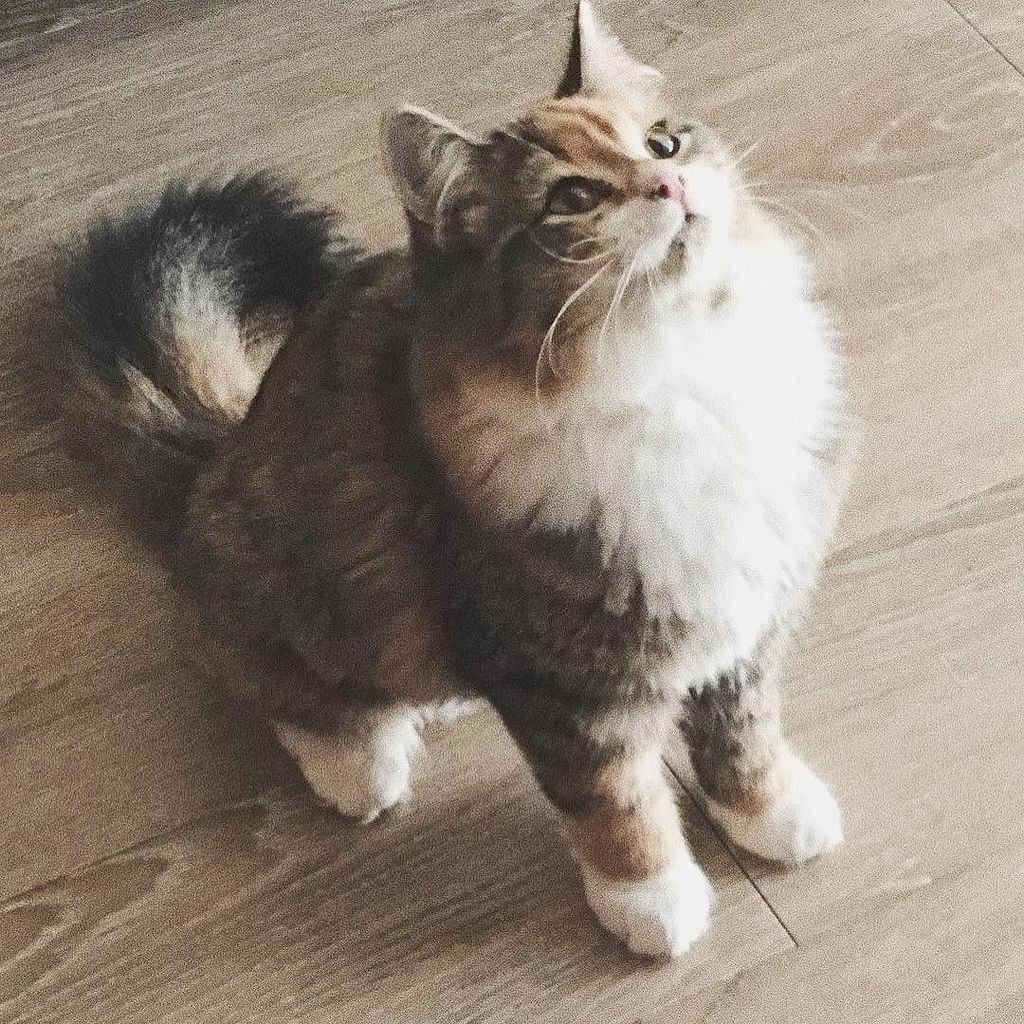 "I finally found the real world inspiration for Pokemon called Growlithe! 😍🐾" #koukineko by <a href="/rubi2/">rubi2</a>.0
.
Royal Kittens are curated posts of our fans interacting with us on social media. Use our hashtag to get featured!
.
.
.
.
.
#cat #catsofinstagram #… ift.tt/2C4Zglt