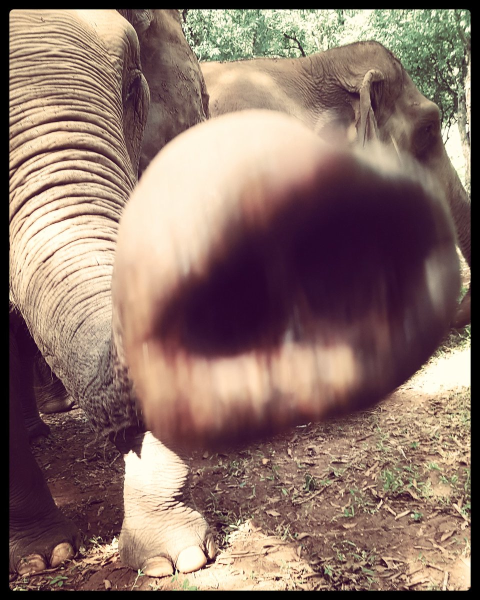 NomadicDispatch's tweet photo. Only one hour away from #TrunkUpTuesday but I couldn't wait to post a picture of these beautiful elephants. I think she was hoping my phone was a secretly disguised banana flavoured treat. https://t.co/nBoGr00Aaz
