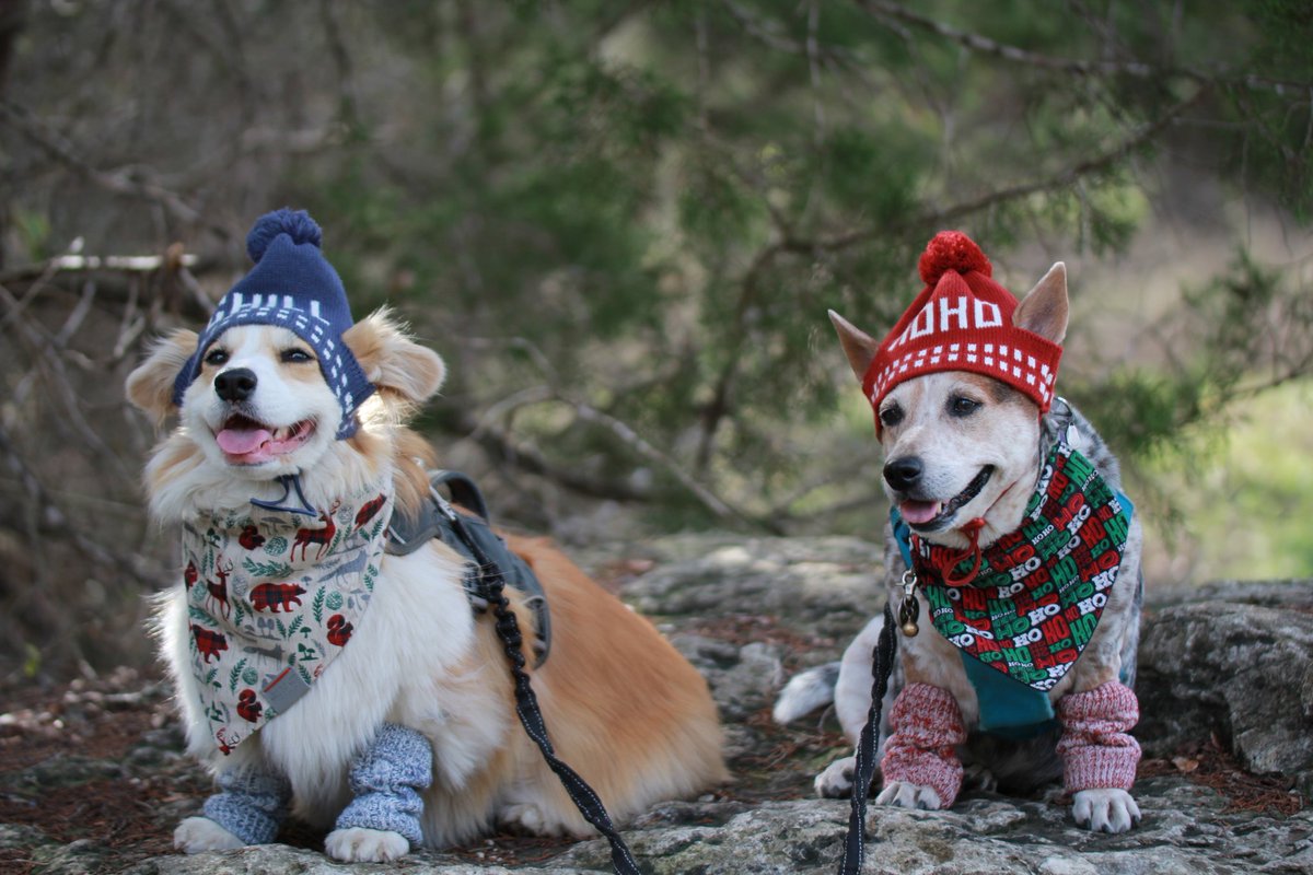 txfiddleJulie's tweet photo. Corgi's in hats and leg warmers #target #corgi #fluffycorgi #atx https://t.co/27t1gau1Kr