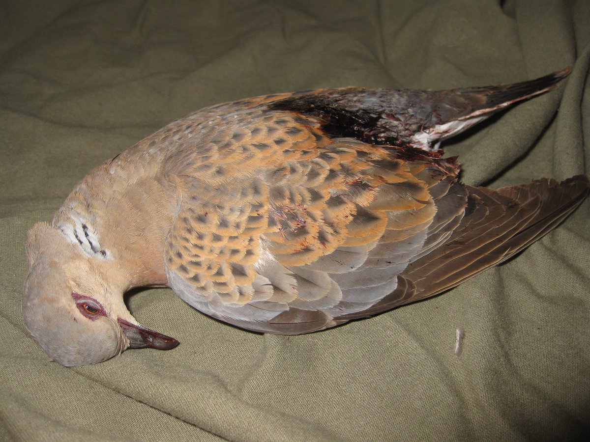 The Turtle Dove is now an IUCN Red Listed species . . . and yet it’s still legally hunted across the EU . Ditto the Pochard . . . which is still shot in the UK . With lead shot . Maybe time for an urgent re-think ?