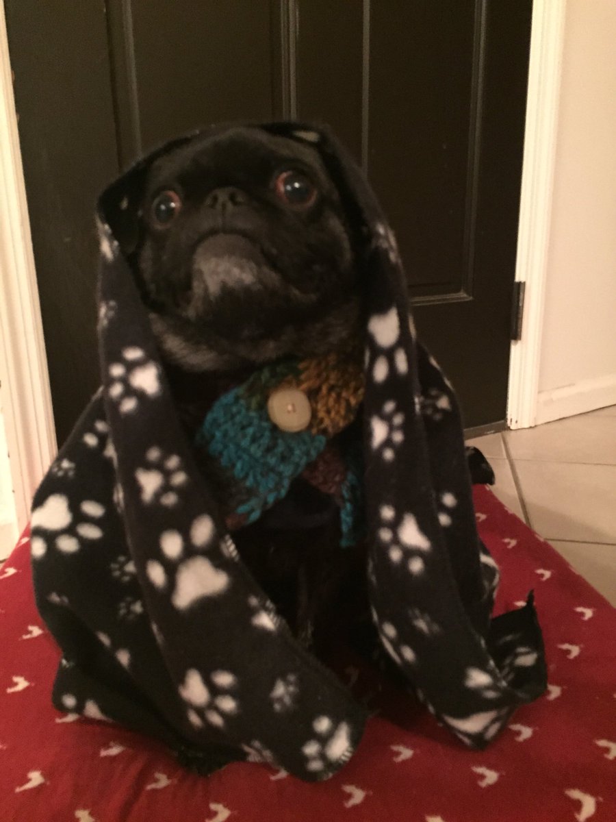 PugsnKissesxoxo's tweet photo. Puggy, it’s cold outside! Good thing I have my #blanket &amp; #arfscarf #pug #puglife #pugchat #winter https://t.co/xDMzV9YNbG