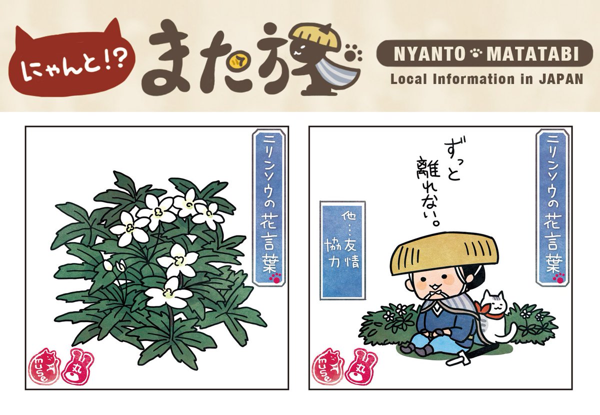 にゃんと また旅tv Nyantabi 公式 A Twitter 第70回 にゃんとまた旅カレンダーは また旅花言葉 その7 ニリンソウ ねこ 漫画 花言葉 友情 協力 観光 T Co 6c2ruhukdm