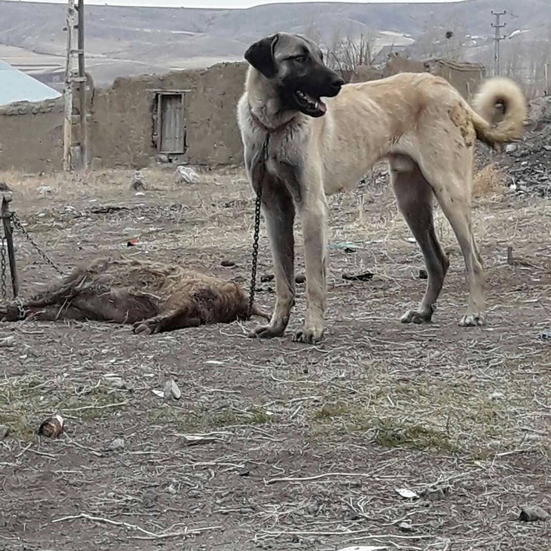 Собачьи бои турецкий кангал