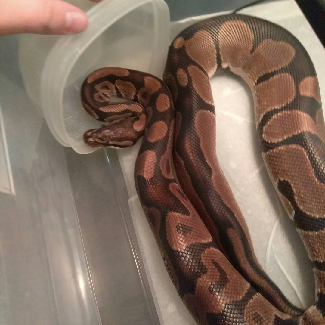 AmabiscoReptile's tweet image. The most recent pairing we have for this breeding season! I hope these two lock up soon and produce some beautiful Mojave ball pythons #ballpython #ballpythons #ballpythonsoftwitter #amabiscoreptileemporium #mojaveballpython
