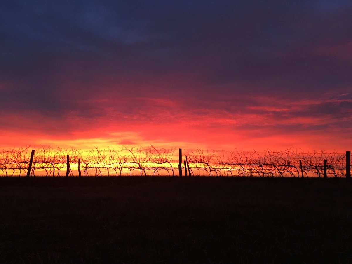 frittmannwinery's tweet photo. Before sunrise on the Kunsag! 😊🌅 https://t.co/zPnZZ9LoWH
