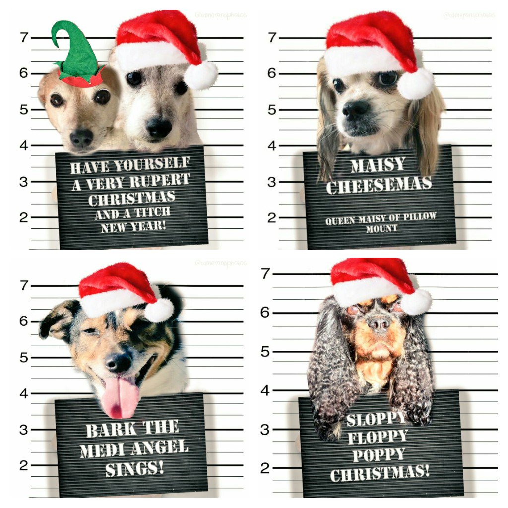 OllieFangClub's tweet photo. Just heard from one of our 'sources' & #DingoBells by the bloody brilliant #BitchesBrew is knocking the stuffing out of Beyonce & Ed Sheeran in the charts!! Hope you've downloaded it @myleftfang!!
🎅🎄🐕🎅🎄🐕🎅🎄🐕 https://t.co/n1fLzYyzaw