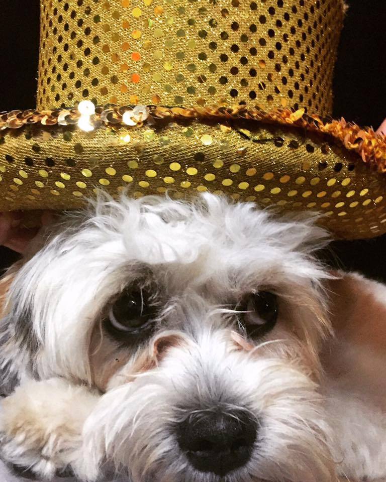 Tomorrow's Girlpower Night at <a href="/Arch1livemusic/">Arch1 Live Music</a> and among the many fabulous, talented ladies we'll have on stage, back by popular demand, we've the one and only Mystic Missy, the Magical Mindreading Dog.
#comedy #Magic #standup #standupcomedy #mindreading #mindreadingdog #dogs