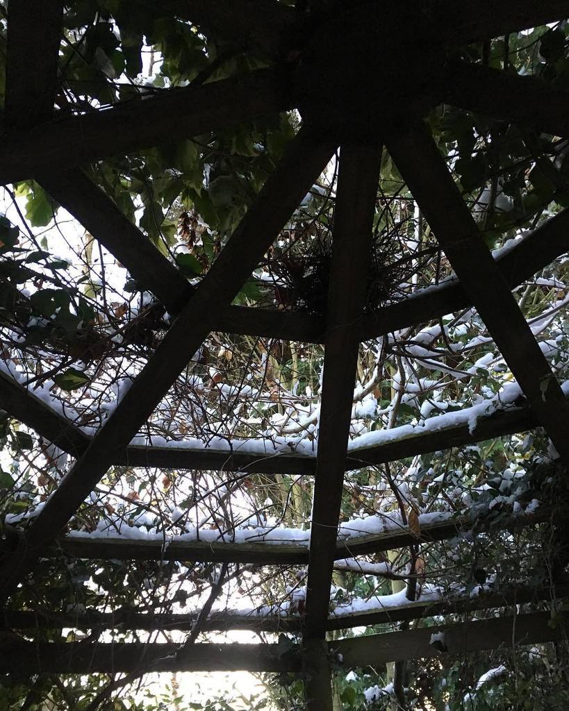 kgimson's tweet photo. Spiders web pergola #inavaseonmonday photo no.12 #linkinbio -4c here #snow #mygarden #instadaily #instagram #instagood #gardening #cathy #ramblinginthegarden #meme https://t.co/15noPxku7a https://t.co/nbq4MMggrA