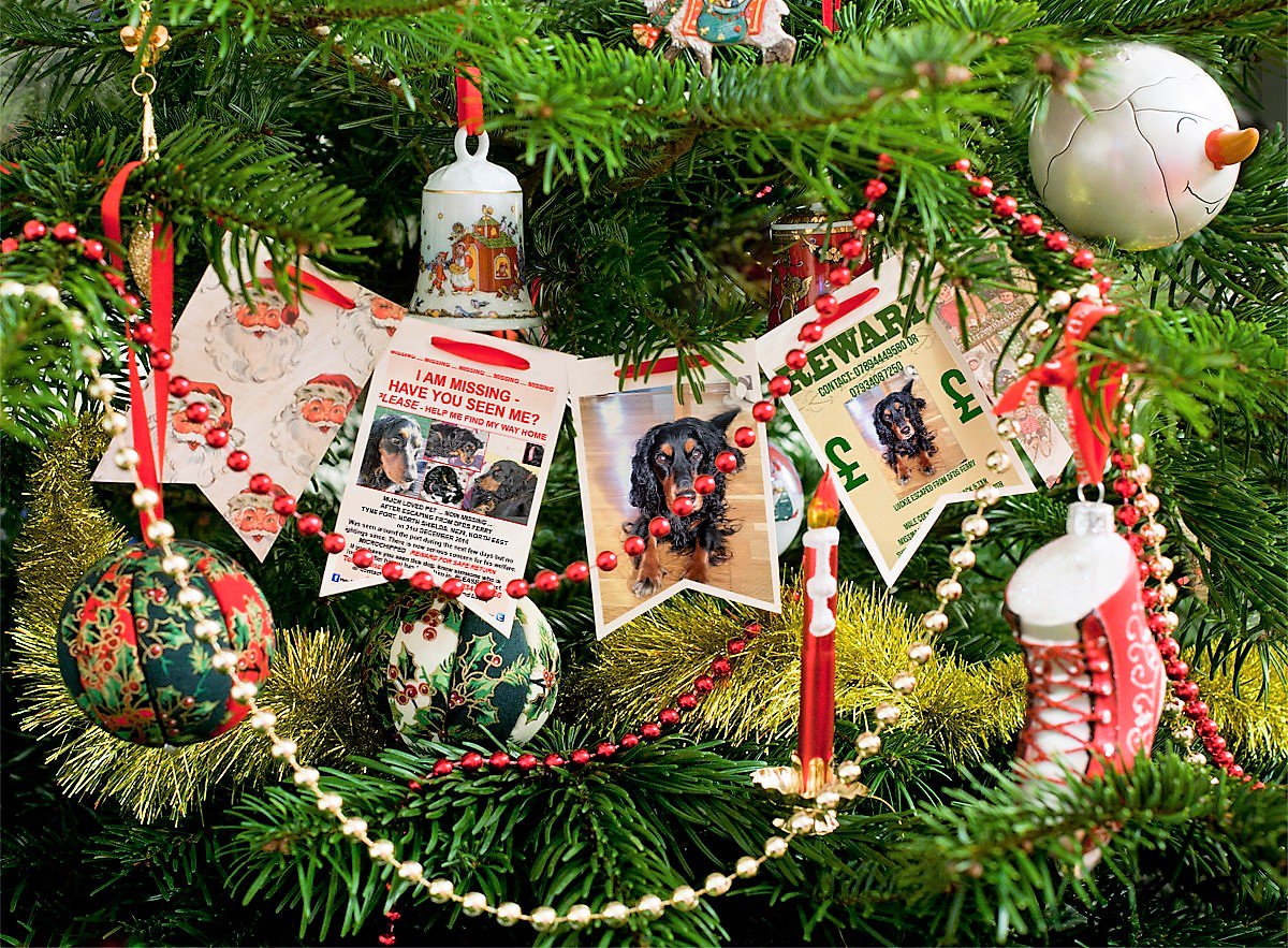 HelpFindLucky's tweet photo. A #ChristmasWish for Luckie🎄☃🎄
🙏#BringMeHomeForChristmas 💔🐾🐕🎄🏡💞
PLEASE, give Luckie a #ChristmasGift🎄🎁🎄#SpareAShare to #HelpFindLucky
Help us reach that one person who could grant Luckie's Christmas Wish
#GetMeHomeForChristmas💔🐾🐕🎄🏡💞
https://t.co/y0a9kBHvRe https://t.co/wtZHI2fRE5
