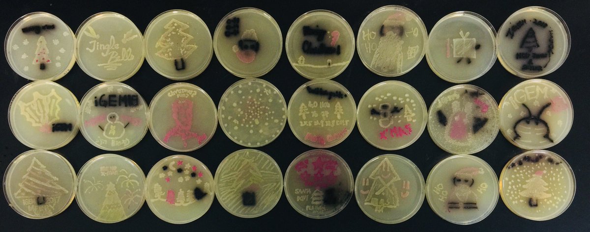iGEM_TAS's tweet photo. Ho ho ho.  Merry Xmas from TAS iGEM! https://t.co/Fvne2hVo6k