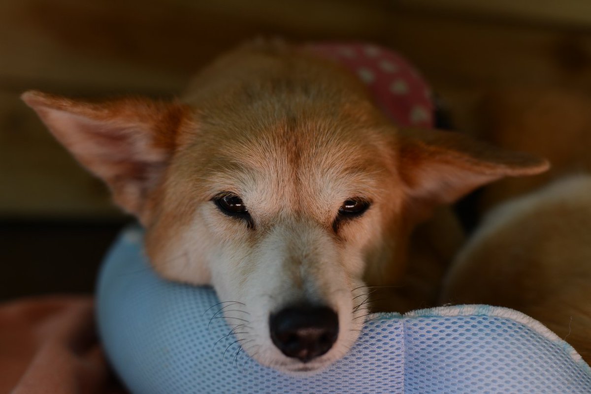 保護 犬 町田