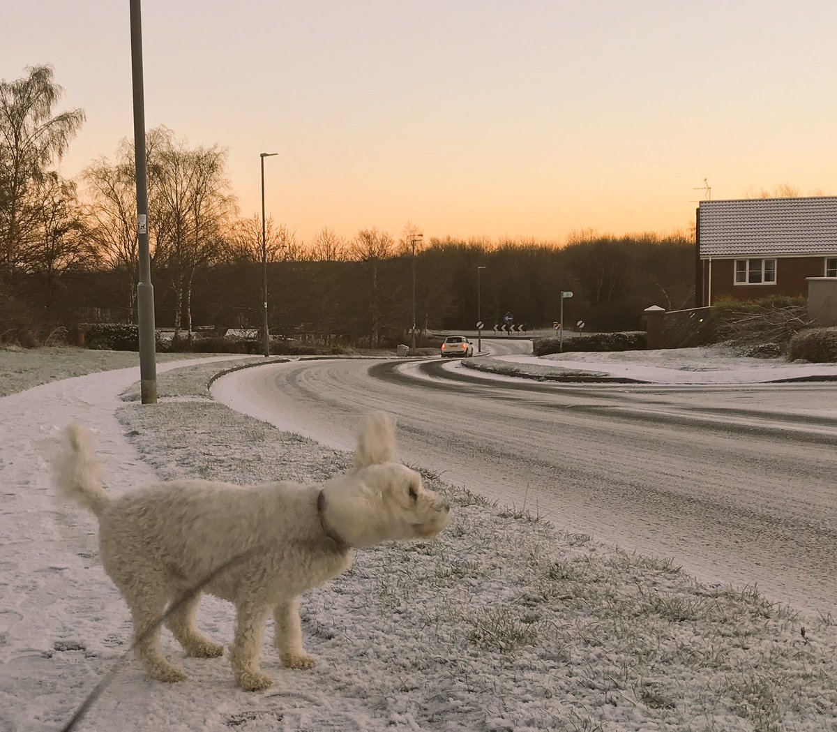 Diggler630's tweet photo. I’m sure Stellas not happy with the -2 temperature. Making a peep on the long grass, ain’t much fun lol. #freezing #ice-2 #stella #stellapoo https://t.co/iQnuUExdb6