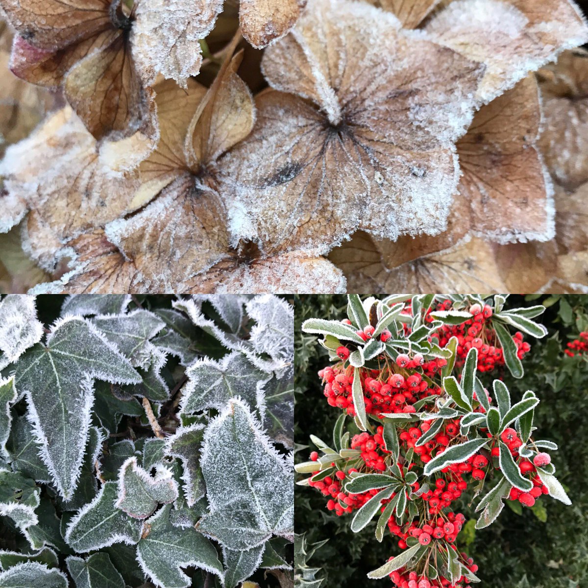 plantingworks's tweet photo. Chilly โ๏ธ๐#plantingworks #frosty #winter #garden https://t.co/RsMNCTrLvj