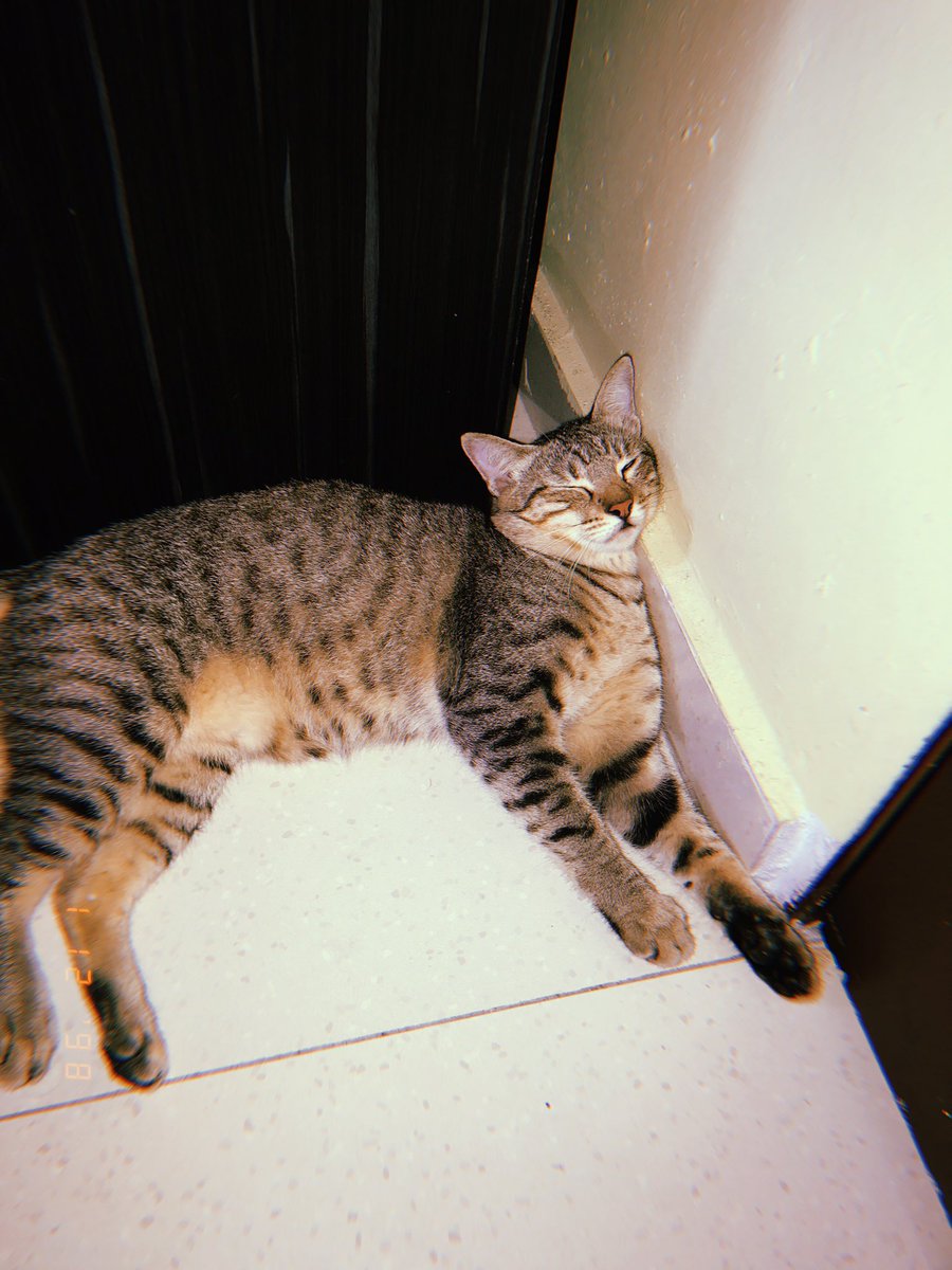 syuhailarahmat's tweet photo. dodi i miss u 😔 #ripdodi https://t.co/wtp10mTspX