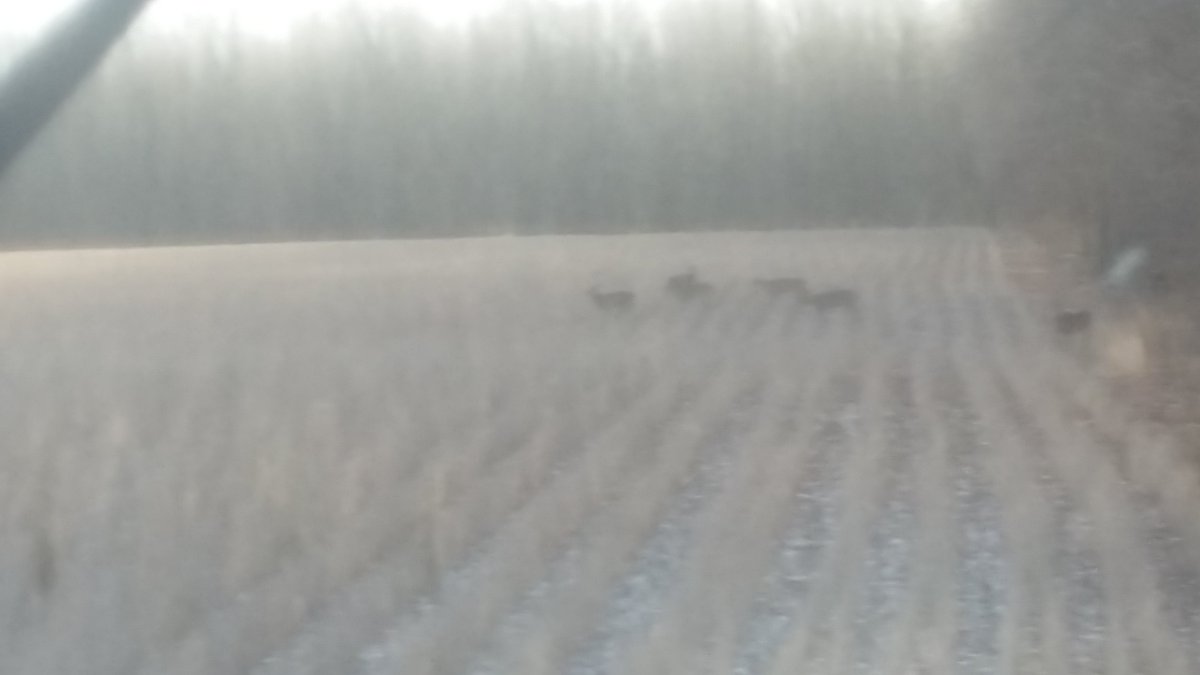 rip_vg's tweet image. If there is such a thing as a nice day to combine soybeans in December, that was yesterday! #nomud #nogreenstems #webeatthesnow  looks like we disturbed someone's feeding grounds.