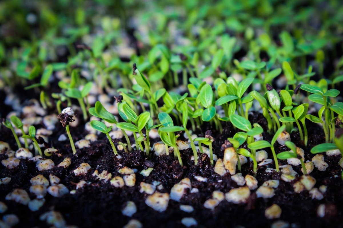 CoinDesk tweet picture