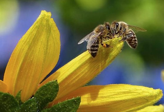 Así eligen las abejas el camino entre las flores.
El hallazgo influirá en el desarrollo de mejores sistemas de inteligencia artificial y estrategias de conservación.
quo.es/ciencia/asi-el…