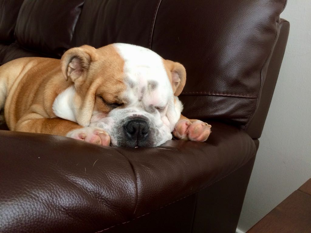 michaeljburch1's tweet photo. Let sleeping dogs lie! #bulldog #dreams #snoring #puppylove https://t.co/QLWv2ys93y