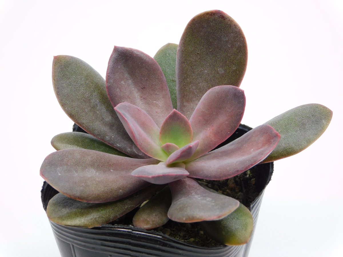 あぶちゃん Pa Twitter あぶガーデン 謎の多肉植物の苗 その２ 吉原園芸 セダム 天使の雫 エケベリア 花いかだ メラコ 美尼養老 美尼養老は葉数も多くて容姿も素敵 もうすこしプクプク丸くなるように育てるの頑張ろ T Co Gcevafft7z