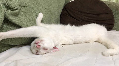 ねこかますのtwitterイラスト検索結果 古い順